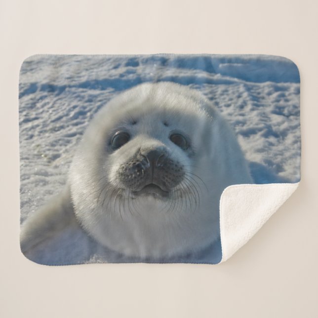 Cutest Baby Animals | Baby Seal Sherpa Blanket (Front (Horizontal))