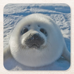 Cutest Baby Animals Baby Seal Square Paper Coaster