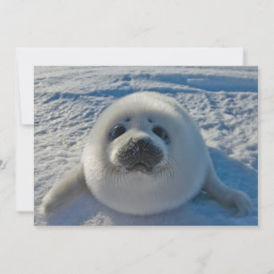 Cutest Baby Animals Baby Seal Thank You Card
