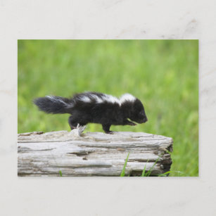 Cutest Baby Animals   Baby Skunk Postcard