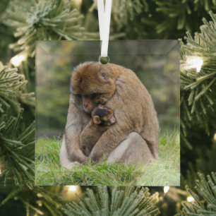Cutest Baby Animals Barbary Macaque Family Glass Ornament