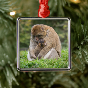 Cutest Baby Animals   Barbary Macaque Family Metal Ornament