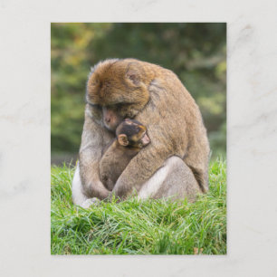 Cutest Baby Animals Barbary Macaque Family Postcard