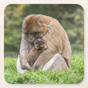 Cutest Baby Animals Barbary Macaque Family Square Paper Coaster