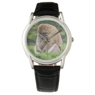 Cutest Baby Animals   Barbary Macaque Family Watch