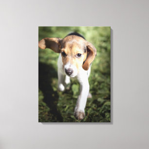 Cutest Baby Animals   Beagle Puppy Canvas Print