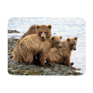 Cutest Baby Animals Bear & Cubs Magnet