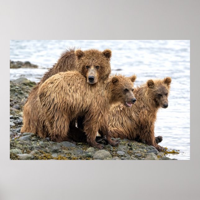 Cutest Baby Animals | Bear & Cubs Poster (Front)