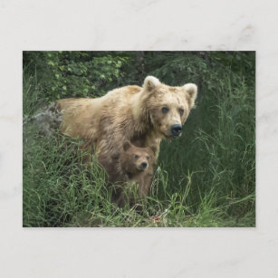 Cutest Baby Animals   Bear Mama Bear & Her Cubs Postcard