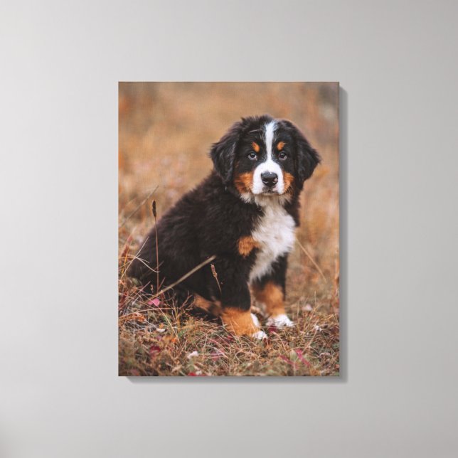 Cutest Baby Animals | Bernese Mountain Dog Canvas Print (Front)
