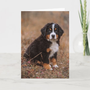 Cutest Baby Animals   Bernese Mountain Dog Card