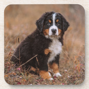 Cutest Baby Animals Bernese Mountain Dog Coaster
