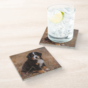 Cutest Baby Animals   Bernese Mountain Dog Glass Coaster