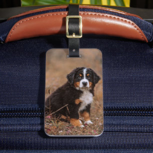Cutest Baby Animals   Bernese Mountain Dog Luggage Tag