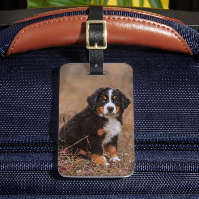 Cutest Baby Animals | Bernese Mountain Dog Luggage Tag (Front Insitu 2)