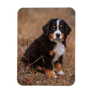 Cutest Baby Animals   Bernese Mountain Dog Magnet