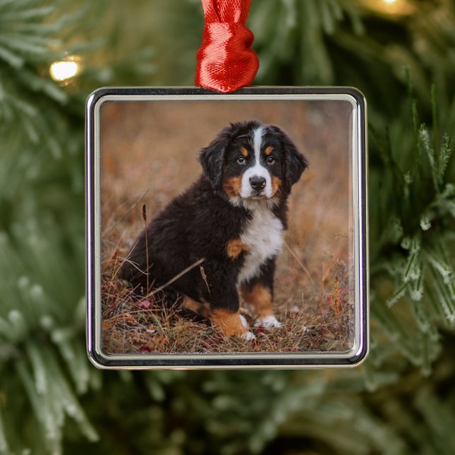 Cutest Baby Animals | Bernese Mountain Dog Metal Ornament (Tree)