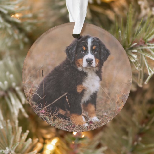 Cutest Baby Animals | Bernese Mountain Dog Ornament (Tree)