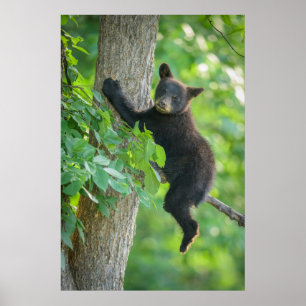 Cutest Baby Animals   Black Bear Cub Poster