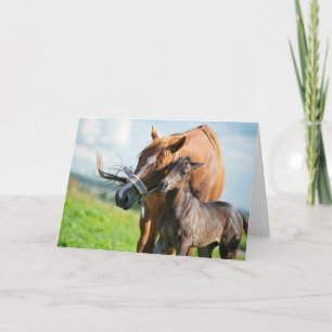 Cutest Baby Animals   Black Foal with Mom Card