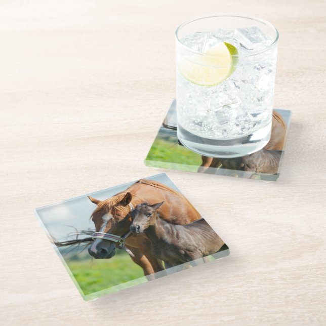 Cutest Baby Animals | Black Foal with Mom Glass Coaster (Angled)