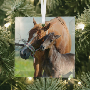 Cutest Baby Animals   Black Foal with Mom Glass Ornament