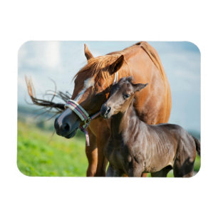 Cutest Baby Animals Black Foal with Mom Magnet