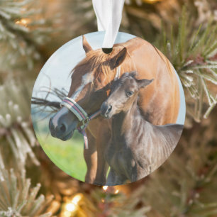 Cutest Baby Animals   Black Foal with Mom Ornament