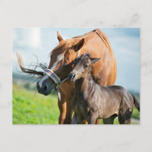 Cutest Baby Animals Black Foal with Mom Postcard