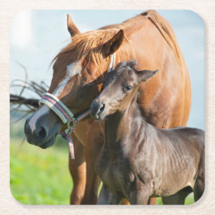 Cutest Baby Animals   Black Foal with Mom Square Paper Coaster