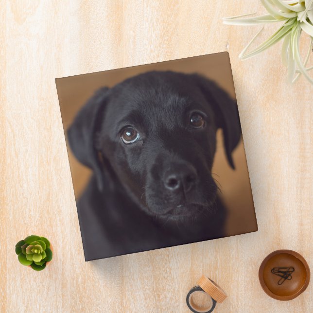 Cutest Baby Animals | Black Labrador Puppy Binder (In Situ)