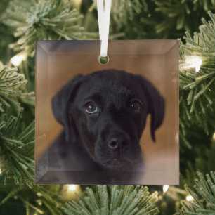 Cutest Baby Animals   Black Labrador Puppy Glass Ornament
