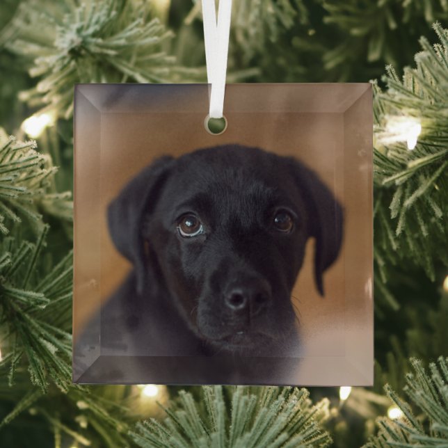 Cutest Baby Animals | Black Labrador Puppy Glass Ornament (Insitu)