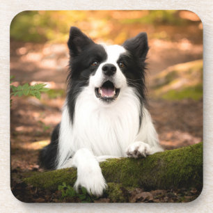 Cutest Baby Animals Black & White Border Collie Coaster