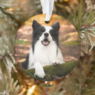 Cutest Baby Animals   Black & White Border Collie Ornament