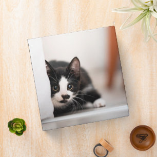 Cutest Baby Animals   Black & White Kitten Binder