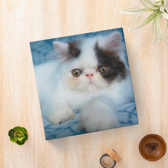 Cutest Baby Animals | Black & White Kitten Binder (In Situ)