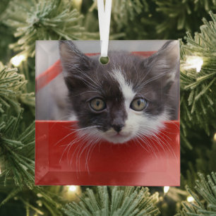 Cutest Baby Animals   Black & White Kitten Glass Ornament