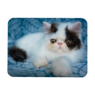 Cutest Baby Animals Black & White Kitten Magnet