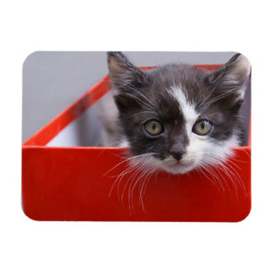 Cutest Baby Animals   Black & White Kitten Magnet