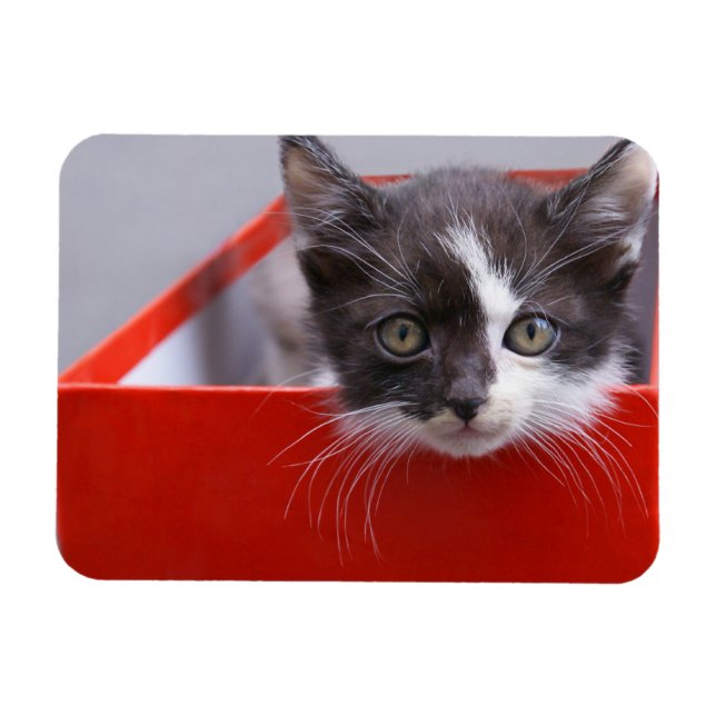 Cutest Baby Animals | Black & White Kitten Magnet (Horizontal)