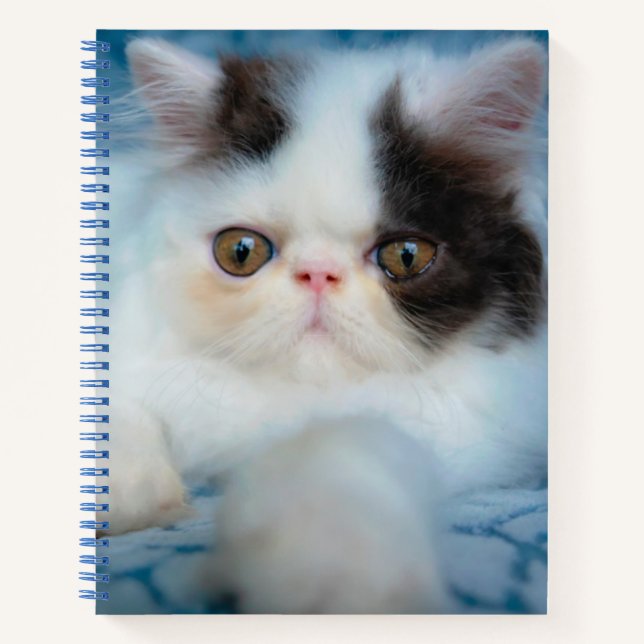 Cutest Baby Animals | Black & White Kitten Notebook (Front)