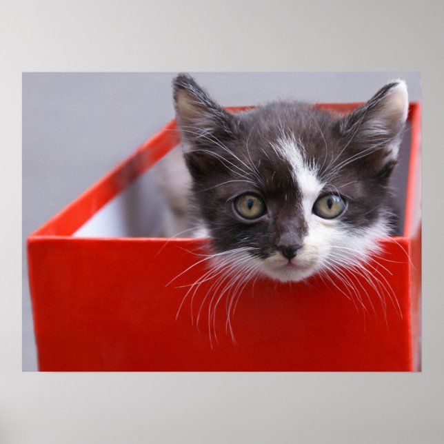 Cutest Baby Animals | Black & White Kitten Poster (Front)