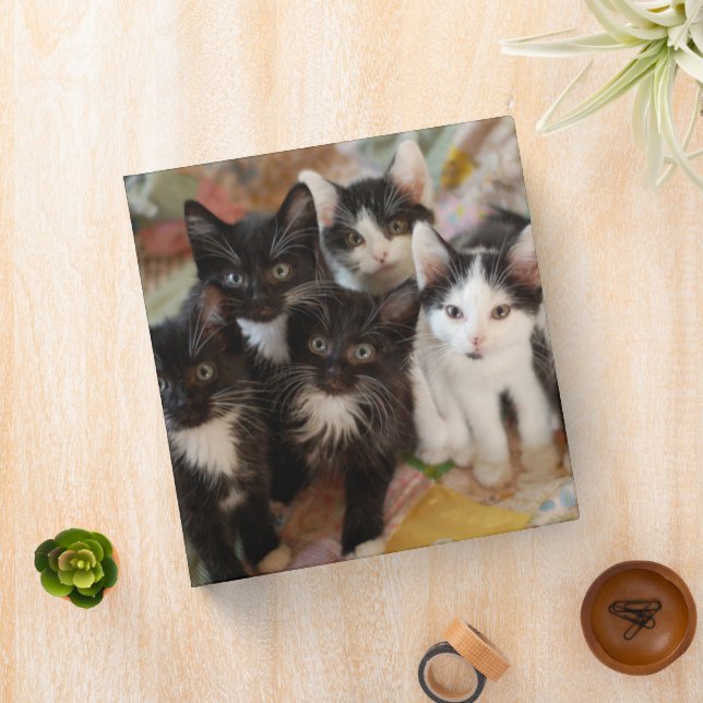 Cutest Baby Animals | Black & White Kittens Binder (In Situ)