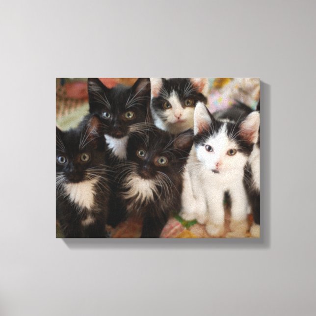 Cutest Baby Animals | Black & White Kittens Canvas Print (Front)