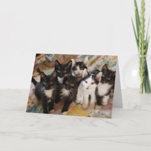Cutest Baby Animals Black & White Kittens Card