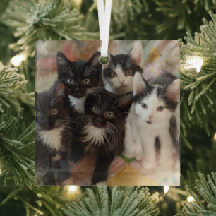Cutest Baby Animals Black & White Kittens Glass Ornament