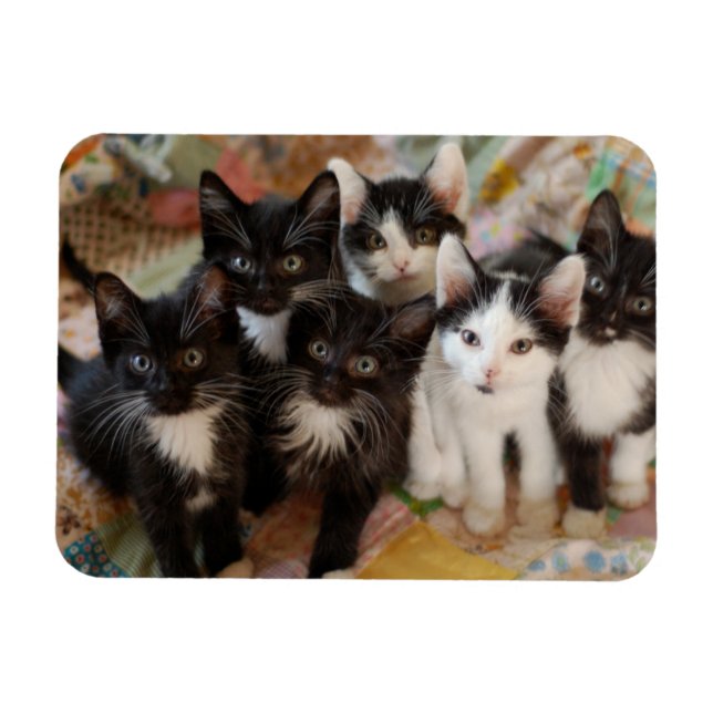 Cutest Baby Animals | Black & White Kittens Magnet (Horizontal)