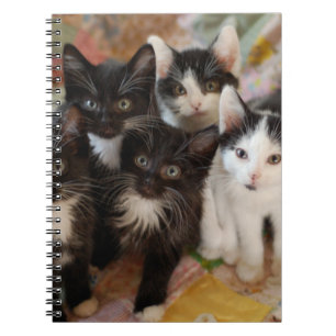 Cutest Baby Animals   Black & White Kittens Notebook