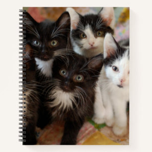 Cutest Baby Animals   Black & White Kittens Notebook